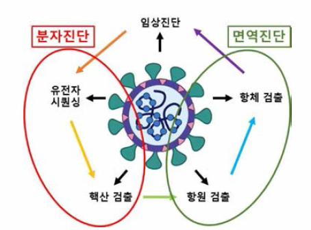 분자진단과 면역진단의 구분