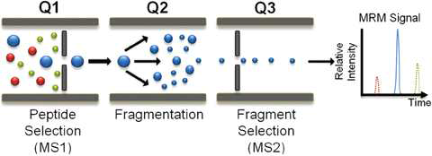 다중 반응 모니터링 질량 분광법(MRM-MS). MRM-MS 분석에 일반적으로 사용되는 3중 사중 극 질량 분석기 (QQQ-MS) 의 개요: Q1과 Q3은 전구체 및 조각 이온 선택을 위한 2개의 질량 필터를 나타내며 Q2(충돌 셀)는 충돌 유도 해리 (CID)됨. 이 경우, 3개의 펩타이드 전구체 이온 중 하나(청색으로 착색 됨)가 Q1에서 선택되고, Q2에서 단편화되며, Q3에서 선택된 그 단편 이온(전이) 중 하나를 피크 영역의 상대 강도로 사용하여 정량됨. MRM-MS 분석은 단일 HPLC실행에서 여러 대상 분석물의 다중화 기능을 활용 가능함(Emily S. Boja et.al Korean J Lab Med. 2011 Apr;31(2):61-71)