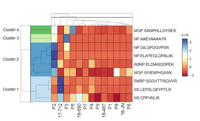 SFTVS 4개 단백질의 측정된 11개의 펩티드의 MRM 정량 값을 이용한 13명 환자에 대한 Heatmap 그림
