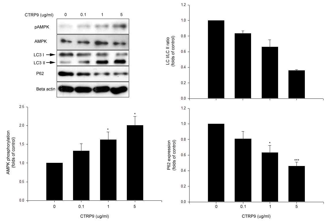CTRP9의 HepG2 세포에서 AMPK 인산화 및 autophagy 지표 증가 효과