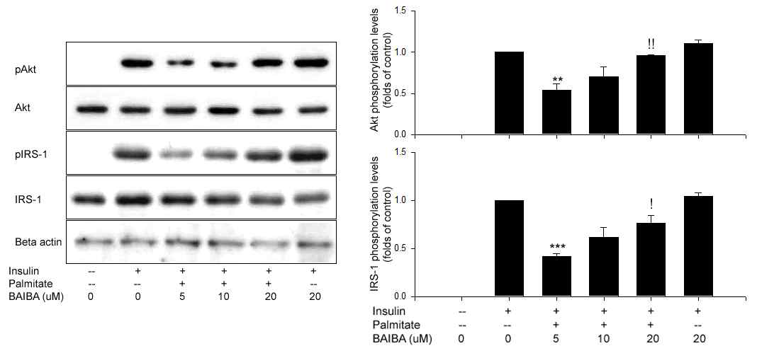 BAIBA의 C2C12 세포에서 팔미틱산으로 인한 인슐린저항성