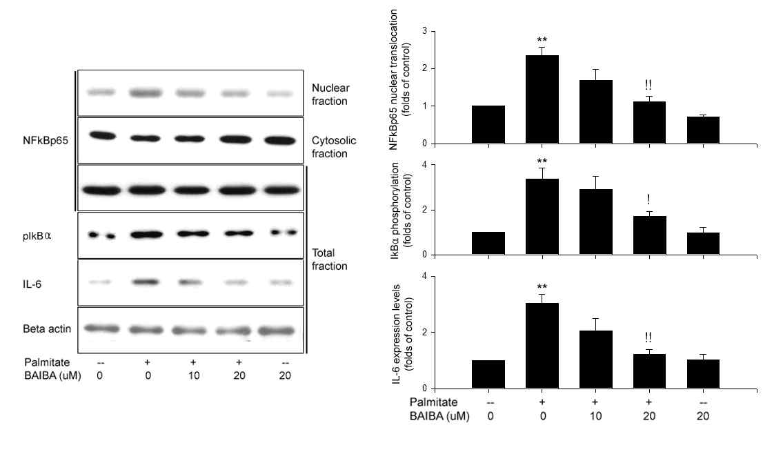 BAIBA의 C2C12 세포에서 팔미틱산에 의한 염증반응에 대한 영향
