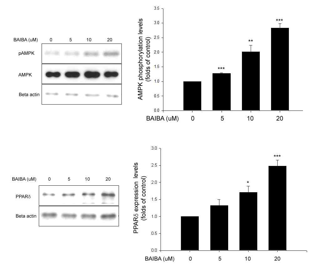 BAIBA의 C2C12 세포에서 AMPK 인산화 및 PPAR delta 발현에 대한 영향