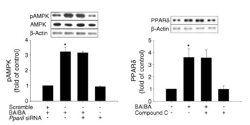 BAIBA에 의한 AMPK와 PPAR delta의 선후관계 증명