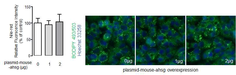 fetuin-A가 과발현된 마우스 간세포에서의 중성지방 함량