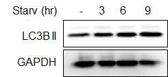 glucose starvation에 의한 autophagy 유도