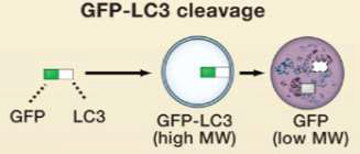 GFP-LC3 cleavage 를 이용한 autophagic flux