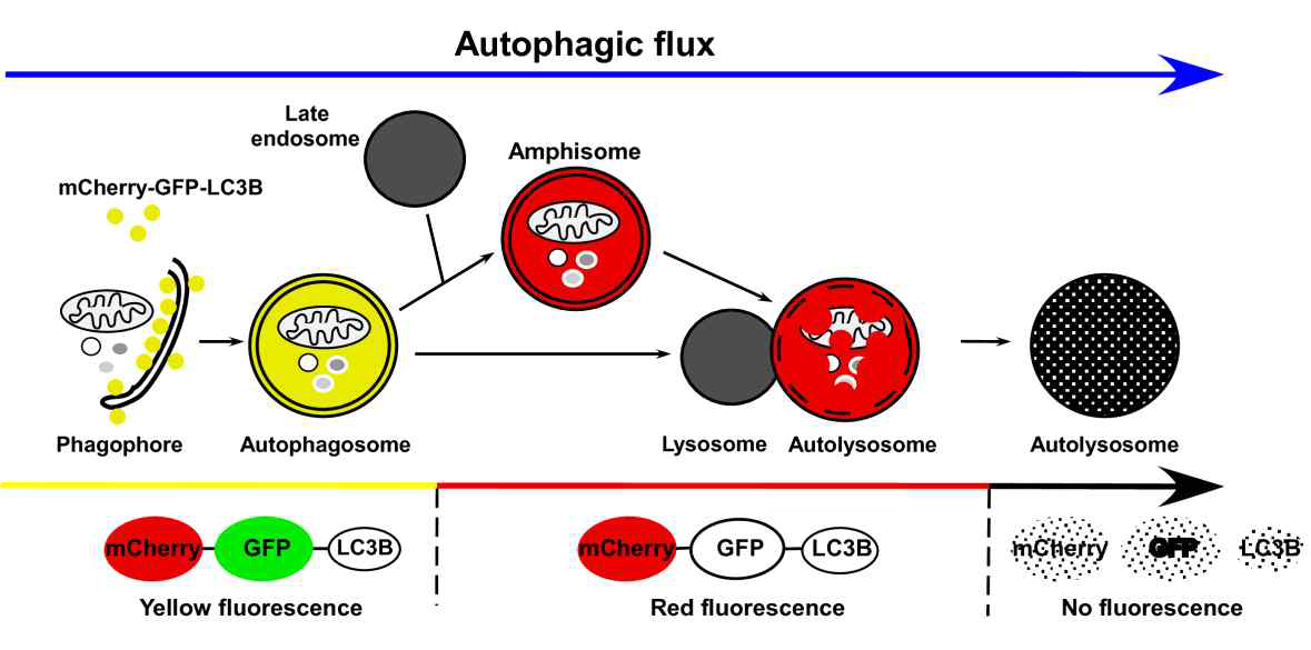 GFP-mCherry-LC3를 이용한 autophagic flux 관찰