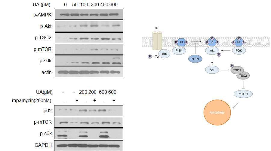 uric acid가 autophagy를 억제하는 기전 확인