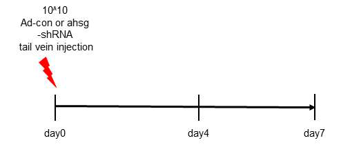 fetuin-A 발현 억제 마우스 제작을 위한 adenovirus 투여 일정