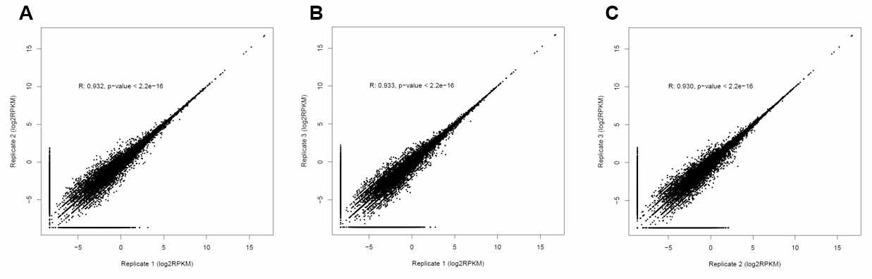 Correlation among biological replicates based on gene expression. The gene expressions of three biological replicates in the samples at post-differentation day2, have measured as RPKM unit and pearson correlation among biological replicates have been calculated. The scatter plot is showing the correlation in the pair-wise manner. (A) Between biological replicate 1 and 2 (B) Between biological replicate 1 and 3 (C) Between biological replicate 2 and 3