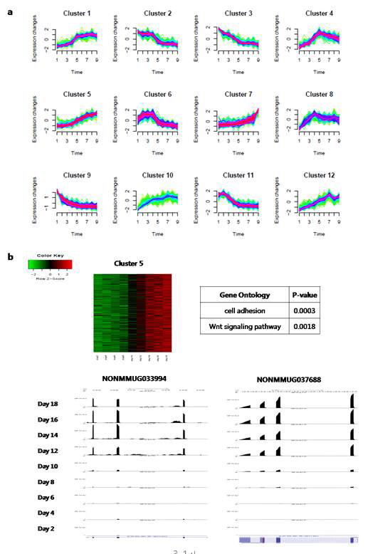 Clustering analysis of time series lncRNAs during osteoblast differentiation