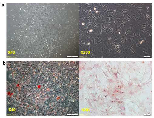 Osteogenic ability of rabbit mesenchymal stem cell