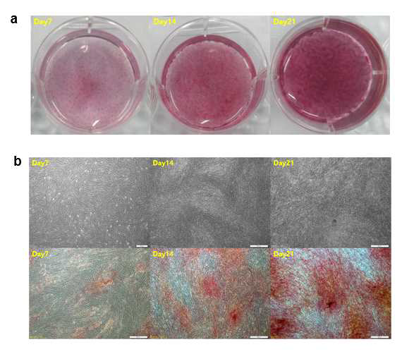 Osteogenic differentiation of Adipose-derived Stem Cell in 2D culture