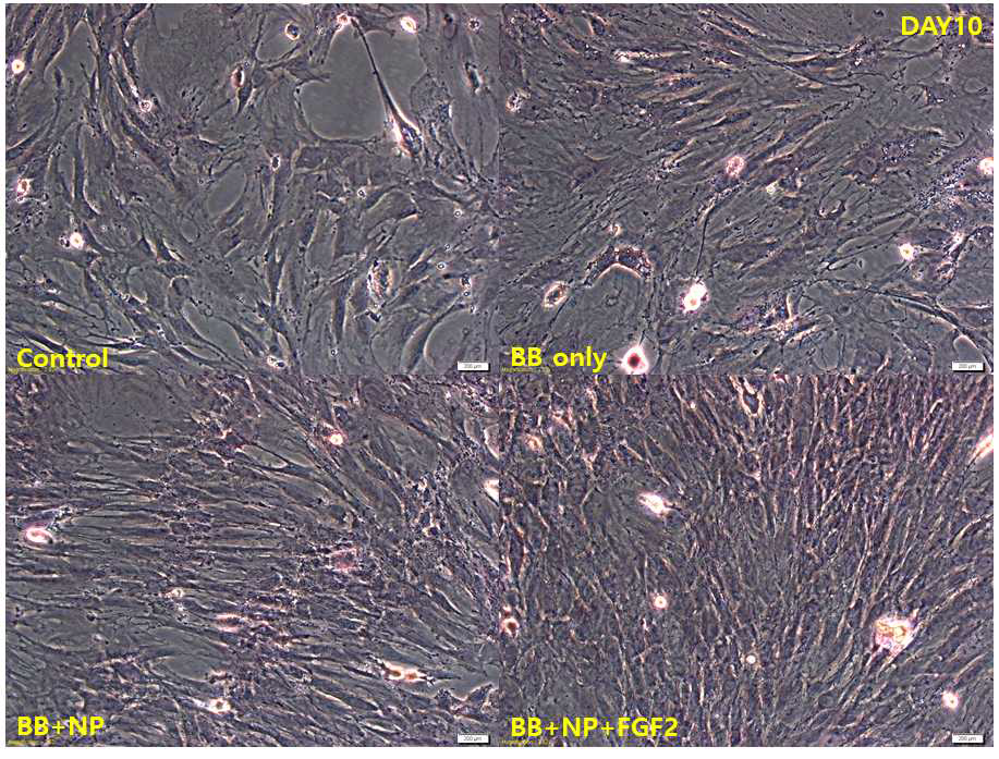 토끼 중간엽 세포를 이용한 나노융합신소재와 생체활성물질 효과 확인