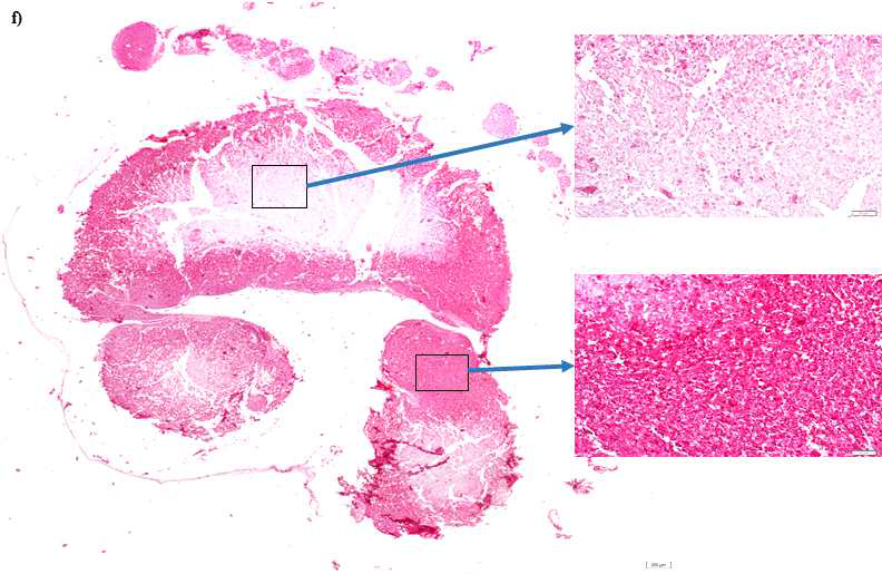 ARS staining of 3D tissue-like cell