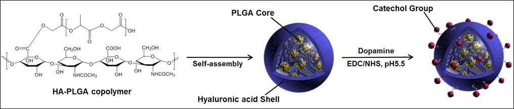 Catechol-conjugated HA-PLGA 접착형 나노입자의 합성 모식도