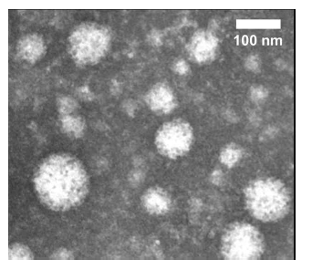 Catechol-conjugated HA-PLGA 나노입자의 주사전자현미경 이미지