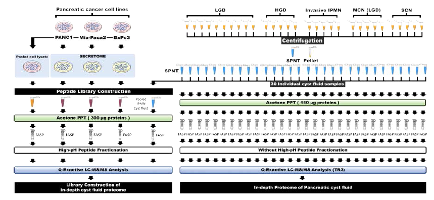 췌장 낭종액 시료 전처리 및 단백체 분석 과정 모식도