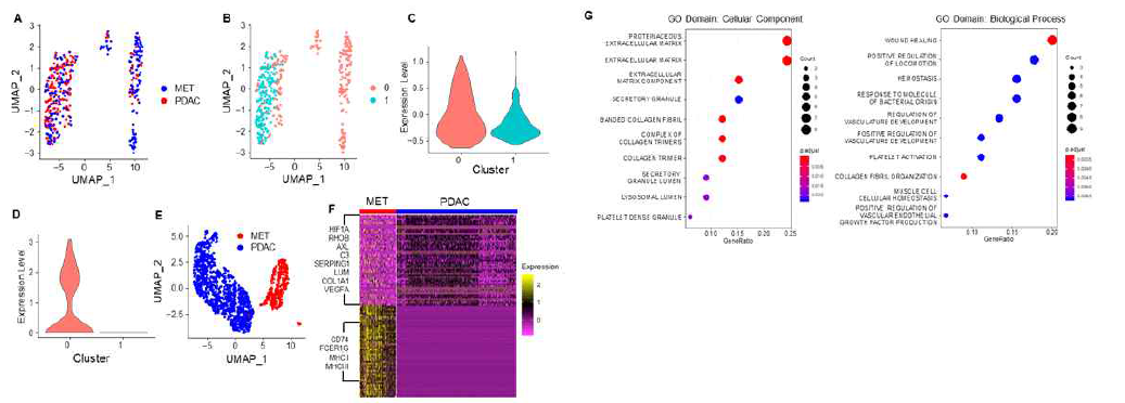 Unsupervised clustering analysis of immune cells in PDAC primary tumors and matastatic lesions. Tumor infiltrating lymphocytes(TILs) from primary tumors and metastatic lesions are mixed together (A) and form two main clusters (B). One of the cluster (c0) showed higher expression of genes associated with T cell exhaustion (C) and those cells also express higher level of Ki67 gene (D). The tumor associated macrophages (TAMs) from primary tumors and metastatic lesions form separate clusters (C). Heatmap shows disinct gene expression patterns between the two TAM populations(F) and the genes specifically express in the TAMs associated with the primary tumors are enriched in processes related to extracelluar matrix (left panel in G) and wound healing (right panel in G). GO: Gene Ontology