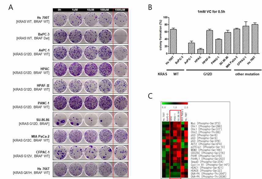 A-B) Differntial effect on colony formation assay after treatment of high dose vitamin C according to the KRAS genotype. C) Vitamin C increases the DNA damage of KRAS G12D-mutant pancreatic cancer cells