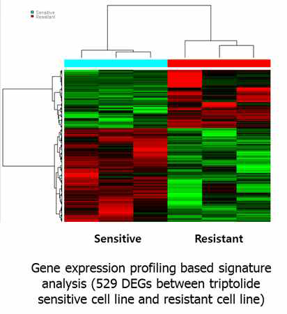 A heatmap generated using the 529 DEGs between triptolide sensitive cell line and resistant cell line. A heat map was constructed using the genes based on pearson correlation distance and average linkage method