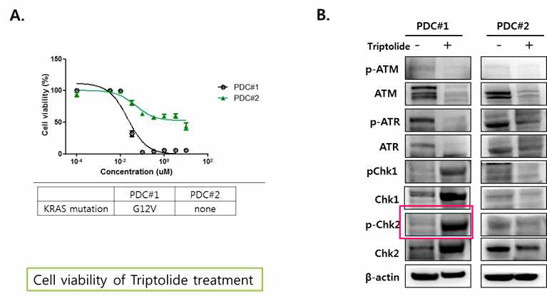 Effect of triptolide on PDCs. (A) Cell proliferation inhibition curve of triptolide on PDCs depend on KRAS mutation. (B) Immunoblot analysis of DNA damage response molecules