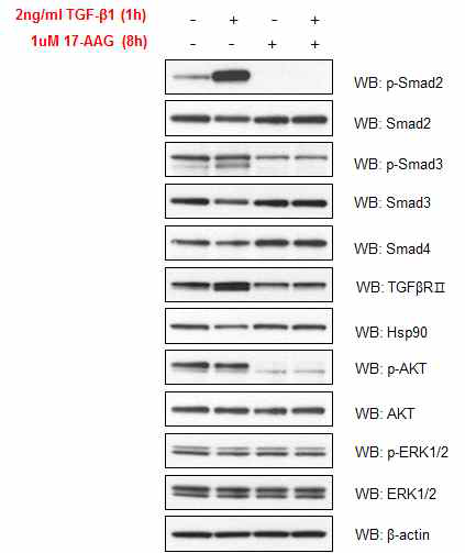 HSP90 inhibition by 17-AAG blocks Smad 2/3, Erk1/2 and Akt phosphorylation induced by TGF-β1 in Panc-1 cells