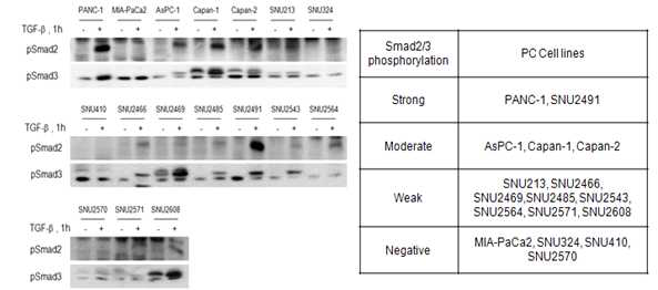 췌장암 세포주들에서 Smad2/3 인산화 조사
