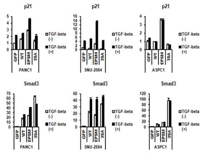 Smad3 인산화 부위 돌연변이 도입으로 TGF-β에 의한 성장 억제 인자, CDKN1A(p21)의 발현 유도 변화 측정
