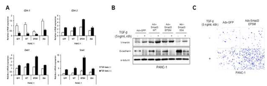 Smad3 인산화부위 돌연변이를 발현하는 췌장암 세포주에서의 EMT 마커 및 이동성 확인