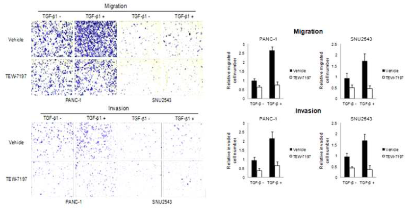 TEW-7197에 의한 췌장암 세포주들의 이동성 및 침윤성 저해능 확인