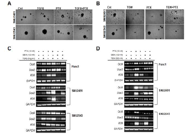 종양구 형성 및 암줄기세포 마커 확인을 통해 TGF-β (A,C) 와 TEW-7197 (B,D)이 췌장암 줄기세포에 미치는 영향 확인