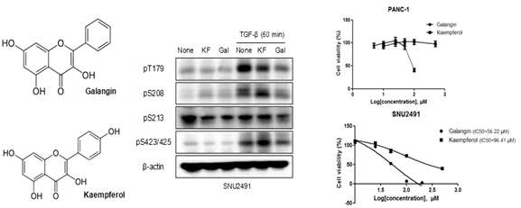 Galangin과 Kaempferol의 화학구조와 Smad3 인산화 억제 및 세포사멸 효과