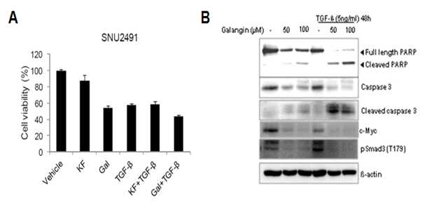 TGF-β에 의해 유도되는 세포 성장 억제와 세포사멸에 Galangin이 주는 효과. (A) Kaempferol (KF), Galangin (Gal), TGF-β의 단독 및 병용 처리에 따른 세포 생존율 분석. (B) Galangin (Gal), TGF-β의 단독 및 병용 처리에 따른 세포 사멸 마커 분석
