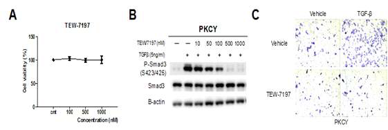 PKCY 세포주에서 TEW-7197에 의한 세포 독성(A), Smad3 인산화 저해 효과 (B) 및 이동성 억제력 (C) 측정