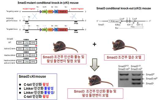 Smad3 인산화 부위 돌연변이체 발현 생쥐 모델 확립