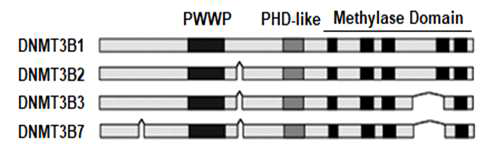 DNMT3B 동형단백질 구조