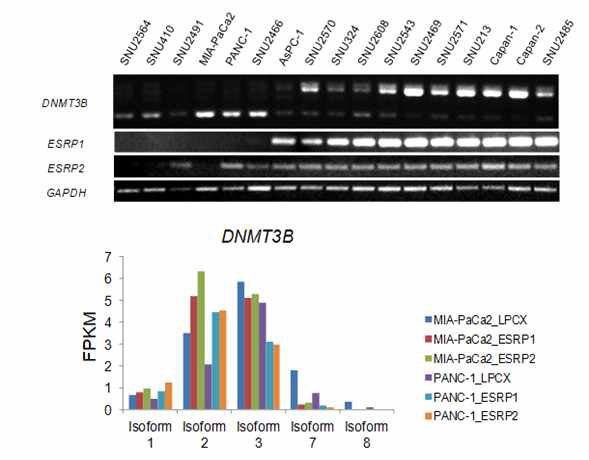 췌장암 세포주의 ESRP1과 ESRP2 발현과 DNMT3B 비활성 또는 활성isoform 상관관계