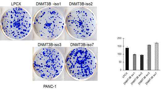 DNMT3B isoform 과발현이 세포 이동에 미치는 역할