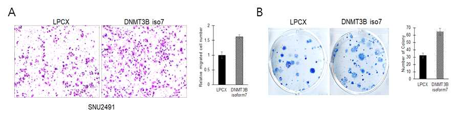 비활성 isoform DNMT3B7 과발현에 따른 세포이동 증가 (A)와 군집능력 증가 (B)