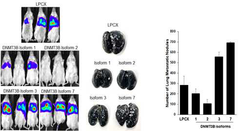 DNMT3B isoform 과발현 따른 폐전이 효과