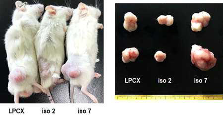 DNMT3B isoform 과발현 따른 폐전이 조직 분석과