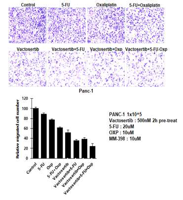 Vactosertib와 항암제의 췌장암 세포주 Panc-1 세포 이동 억제 효과