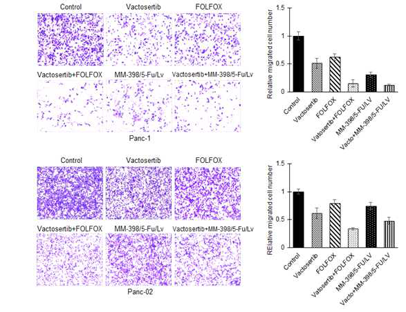 Vactosertib와 기존 항암제 병용 처리에 따른 췌장암 세포주 세포이동 억제 효과