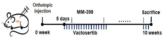 Vactosertib와 MM398의 병용처리 마우스 실험