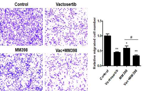 Vactosertib와 MM398의 단독 및 병용처리에 따른 췌장암 세포 이동 억제 효과