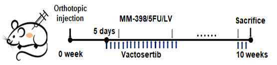 Vactosertib와 MM398/5-FU/LV의 단독 및 병용처리 마우스 모델