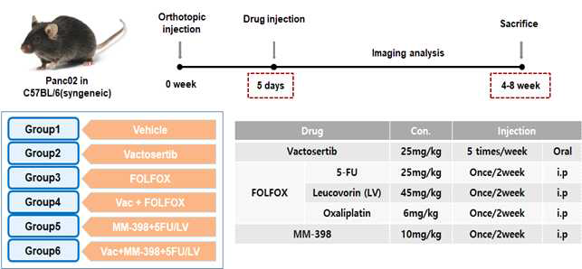 Vactosertib와 MM398/5-FU/LV 또는 FOLFOX의 단독 및 병용처리 방법 및 마우스 실험 방법