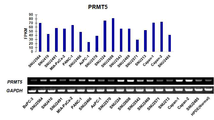 췌장암 세포주에서의 PRMT5 발현